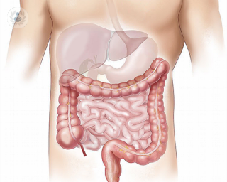A diagram of the digestive system.