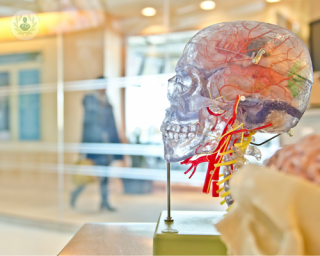 A glass model of a brain, which is operated on in minimally invasive brain surgery