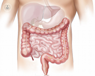 A diagram of the digestive system.