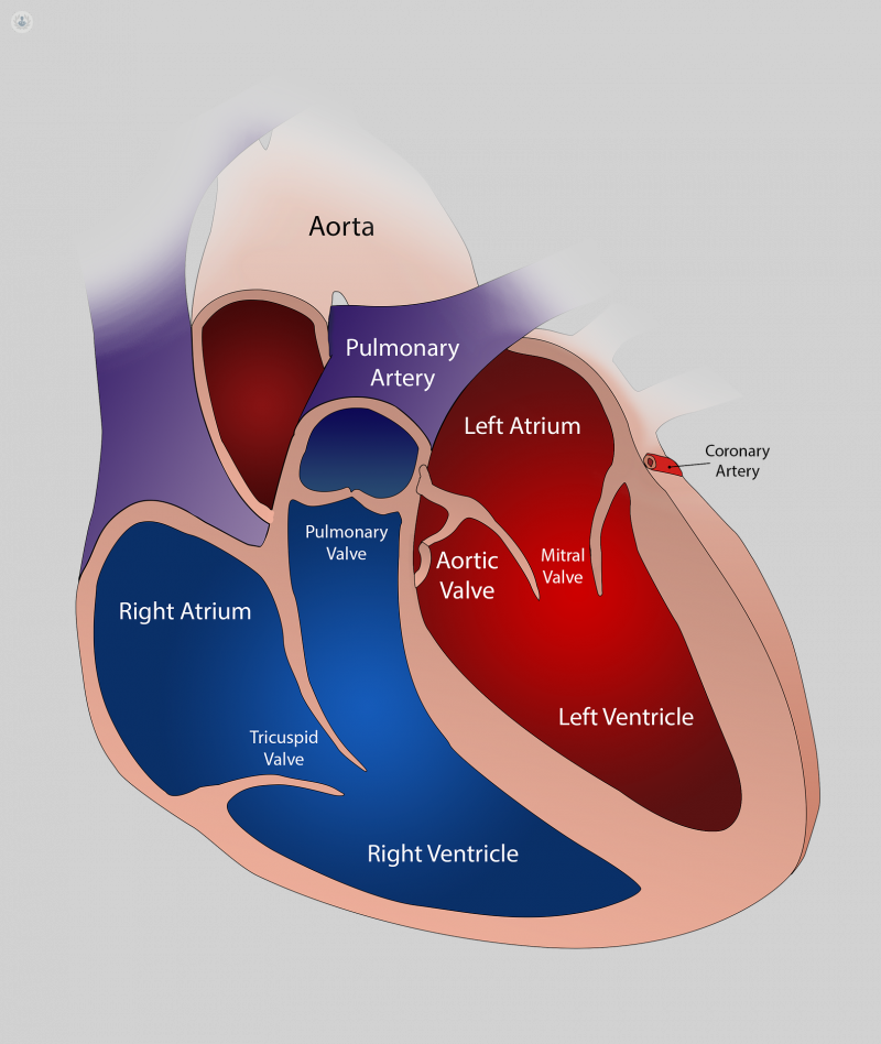 An Expert s Guide To Mitral Valve Regurgitation Top Doctors