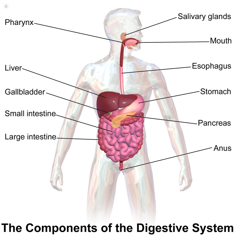Your Digestive System, Digestive Disease Center