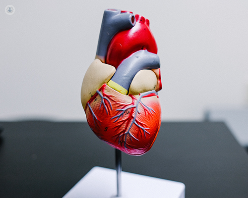 Model of heart, which can be affected by heart palpitations.