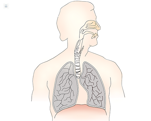 A digital image of the respiratory system.