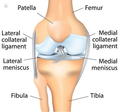 Anatomy of the knee, which can experience pain.